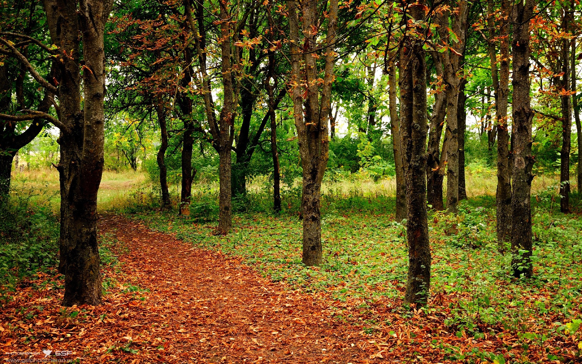 九游体育网站入口-希腊女篮在欧洲锦标赛中奋勇争冠，继承传统不断前行，希腊篮球世锦赛